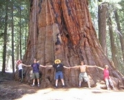a-importancia-da-sequoia-gigante-5