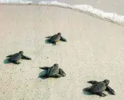 como-as-tartarugas-se-orientam-em-suas-migracoes-5