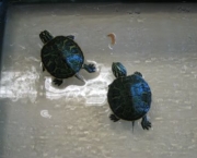 como-as-tartarugas-se-orientam-em-suas-migracoes-6