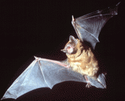 inconvenientes-da-convivencia-com-morcegos-1