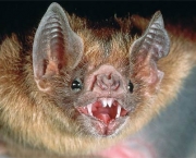 inconvenientes-da-convivencia-com-morcegos-2
