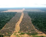 February 20th 2006.  Flight from Manaus to Santarem, Amazon, Brazil.
A huge area of 1645 hectares (Gleba do Pacoval area 100km SE of Santarem) illegally logged to clear land for soya plantations.