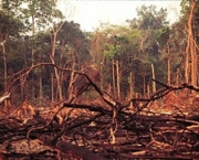 desmatamento-extracao-ilegal-da-madeira-3