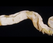 fossil-gigante-em-madagascar-1