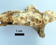 fossil-gigante-em-madagascar-2