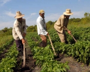 os-tipos-de-agricultura-na-america-latina-1