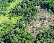 o-brasil-conseguiu-registrar-a-menor-taxa-de-desmatamento-em-2012-3