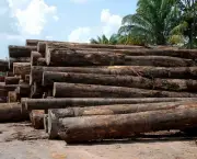 madeira-ilegal-no-brasil-11
