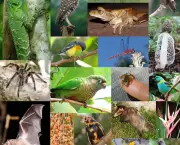 plano-nacional-de-conservacao-da-biodiversidade-12