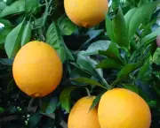 como-cultivar-laranja-11