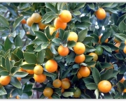 como-cultivar-laranja-9