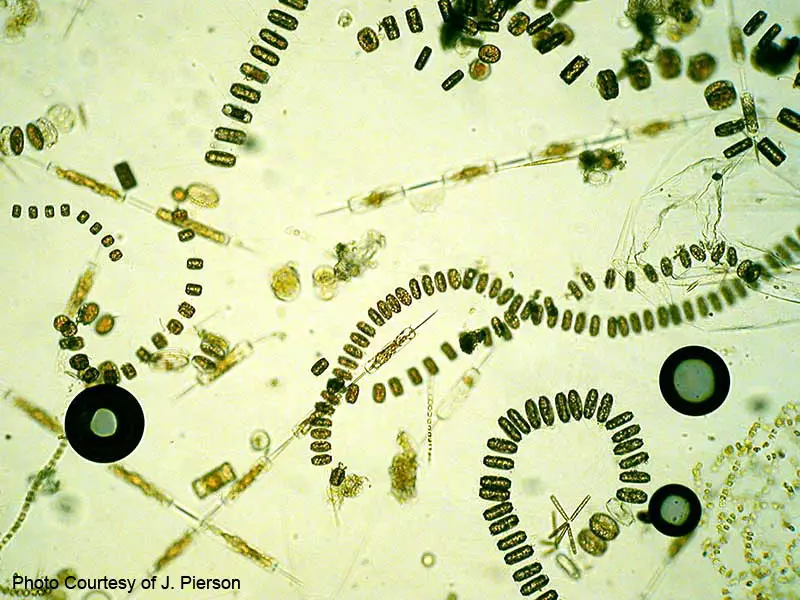 Фитопланктон образован. Микроскопические водоросли. Фитопланктон под микроскопом. Зоопланктон под микроскопом. Фитопланктон под микроскопом водоросли.