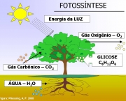 processo-da-fotossintese-2