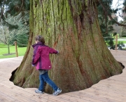 a-reproducao-da-sequoia-gigante-1