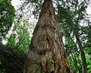 a-reproducao-da-sequoia-gigante-2