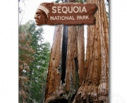 a-reproducao-da-sequoia-gigante-3