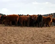 economia-e-bovinocultura-2