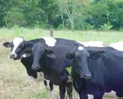 economia-e-bovinocultura-3