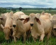 economia-e-bovinocultura-4