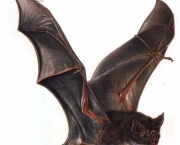 livrando-se-dos-morcegos-2