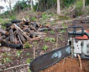 o-brasil-conseguiu-registrar-a-menor-taxa-de-desmatamento-em-2012-4
