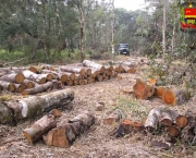 o-brasil-conseguiu-registrar-a-menor-taxa-de-desmatamento-em-2012-6