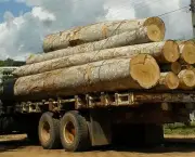 madeira-ilegal-no-brasil-13