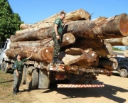 madeira-ilegal-no-brasil-14