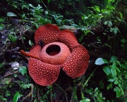 a-descoberta-da-maior-flor-do-mundo-3