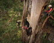 a-sequoia-gigante-pode-indicar-a-data-do-diluvio-3
