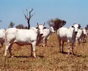 impacto-ambiental-e-criacao-de-bovinos-2