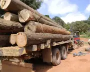 madeira-ilegal-no-brasil-17