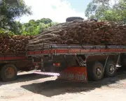 madeira-ilegal-no-brasil-18
