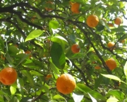 como-cultivar-laranja-15