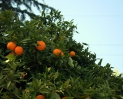 como-cultivar-laranja-16