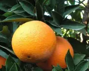 como-cultivar-laranja-17