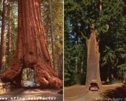 a-sequoia-gigante-pode-indicar-a-data-do-diluvio-4