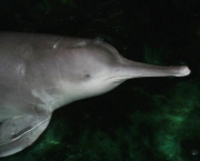 golfinho-baiji-2