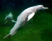 golfinho-baiji-4