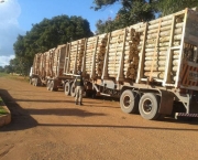 madeira-ilegal-no-brasil-20
