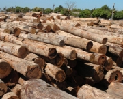 madeira-ilegal-no-brasil-21