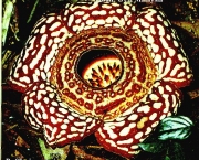flor-de-raflesia-um-misterio-quase-resolvido-1