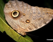 colorizacao-do-animal-caracteristicas-gerais-6