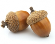 Two acorns