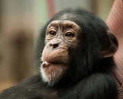 a-comunicacao-com-os-chimpanzes-3