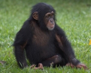 a-comunicacao-com-os-chimpanzes-4