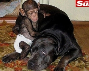 a-comunicacao-com-os-chimpanzes-5