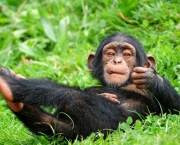 a-comunicacao-com-os-chimpanzes-6