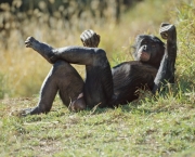 a-comunicacao-com-os-chimpanzes-7