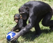 a-comunicacao-com-os-chimpanzes-8